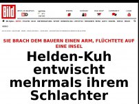 Bild zum Artikel: Flucht auf Insel - Helden-Kuh entwischt mehrmals ihrem Schlachter