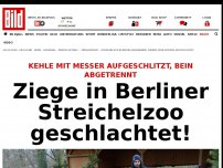 Bild zum Artikel: Zweiter Fall - Wieder Schaf in Berliner Streichelzoo geschlachtet!
