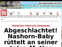 Bild zum Artikel: Furchtbares Video - Nashorn-Baby trauert um abgeschlachtete Mutter