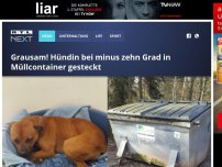 Bild zum Artikel: Grausam! Hündin bei minus zehn Grad in Müllcontainer gesteckt