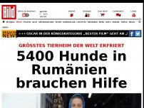 Bild zum Artikel: Größtes Tierheim der Welt erfriert - 5400 Hunde in Rumänien brauchen Hilfe