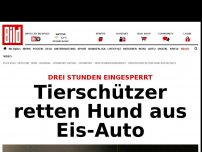 Bild zum Artikel: Drei Stunden eingesperrt - Tierschützer retten Hund aus Eis-Auto