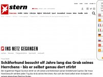 Bild zum Artikel: Treue Seele: Schäferhund besucht elf Jahre lang das Grab seines Herrchens - bis er selbst genau dort stirbt