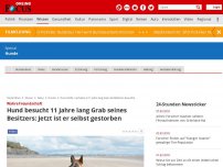 Bild zum Artikel: Wahre Freundschaft - Hund besucht 11 Jahre lang Grab seines Besitzers: Jetzt ist er selbst gestorben