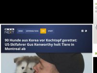 Bild zum Artikel: 90 Hunde aus Korea vor Kochtopf gerettet: US-Skifahrer Gus Kenworthy holt Tiere in Montreal ab