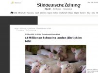 Bild zum Artikel: 13 Millionen Schweine landen jährlich im Müll