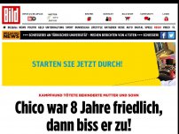 Bild zum Artikel: Tödliche Kampfhund-Attacke - Chico war 8 Jahre friedlich, dann biss er zu!