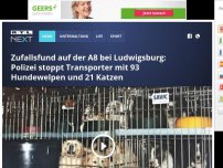 Bild zum Artikel: Zufallsfund auf der A8: Polizei stoppt Transporter mit 93 Hundewelpen und 21 Katzen