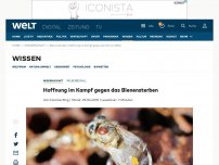 Bild zum Artikel: Hoffnung im Kampf gegen das Bienensterben