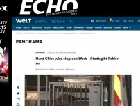 Bild zum Artikel: Hund Chico wird „definitiv zeitnah eingeschläfert“