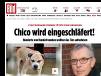 Bild zum Artikel: Tödliche Hunde-Attacke - Chico wird eingeschläfert!