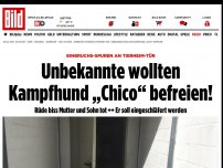 Bild zum Artikel: Wirbel um Kampfhund - Unbekannte wollten „Chico“ aus Tierheim befreien!