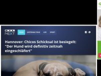 Bild zum Artikel: Hannover: Chicos Schicksal ist besiegelt: 'Der Hund wird definitiv zeitnah eingeschläfert'