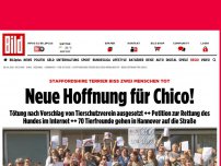 Bild zum Artikel: Tödliche Hunde-Attacke - Hunderttausende wollen Chico retten!