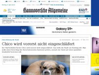 Bild zum Artikel: Chico wird vorerst nicht eingeschläfert