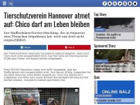 Bild zum Artikel: Tierschutzverein Hannover atmet auf: Chico darf am Leben bleiben