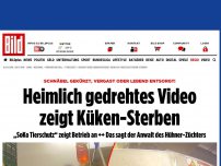 Bild zum Artikel: SoKo Tierschutz deckt auf - Sehen so glückliche Küken aus?