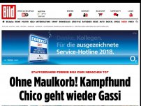 Bild zum Artikel: Zwei Menschen getötet - Hier geht Kampfhund Chico wieder Gassi 