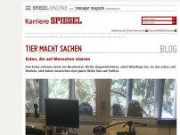 Bild zum Artikel: Beobachtet im Büro: Eulen, die auf Menschen starren