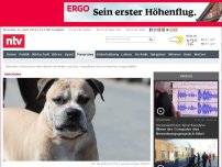 Bild zum Artikel: Nach Attacke auf Mutter und Sohn: Kampfhund Chico in Hannover eingeschläfert