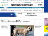 Bild zum Artikel: Chico ist eingeschläfert worden