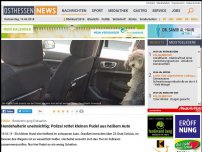 Bild zum Artikel: Hundehalterin uneinsichtig: Polizei rettet kleinen Pudel aus heißem Auto