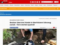 Bild zum Artikel: Schrecklicher Vorfall in Hamm - Besitzer lässt drei Hunde in überhitztem Fahrzeug zurück - Tiere sterben qualvoll