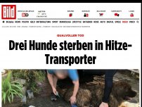 Bild zum Artikel: Qualvoller Tod - Drei Hunde sterben in Hitze-Transporter