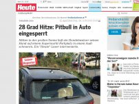 Bild zum Artikel: Todesfalle Auto: 28 Grad Hitze: Pitbull in Auto eingesperrt