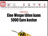 Bild zum Artikel: Teures Bußgeld - Wespe töten kann 5000 Euro kosten