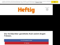 Bild zum Artikel: Vor Schlachter gerettete Kuh weint Angst-Tränen.