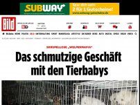 Bild zum Artikel: Skrupellose „Welpenmafia“ - Das schmutzige Geschäft mit den Tierbabys