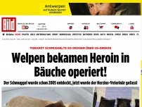 Bild zum Artikel: Drogenschmuggel - Welpen bekamen Heroin in Bäuche operiert!