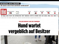 Bild zum Artikel: Nun ist er im Tierheim - Hund wartet vergeblich auf Besitzer