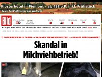 Bild zum Artikel: Kadaver verwesen im Stall - Tier-Skandal in Milchviehbetrieb!