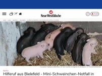 Bild zum Artikel: Bielefeld: Hilferuf aus Bielefeld - Mini-Schweinchen-Notfall in Theesen