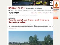 Bild zum Artikel: Safaripark: Familie steigt aus Auto - und wird von Geparden gejagt