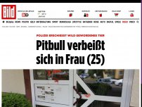 Bild zum Artikel: Polizei erschießt Tier - Kampfhund verbeißt sich in Frau