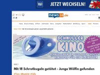 Bild zum Artikel: Mit 18 Schrotkugeln getötet - Junge Wölfin gefunden