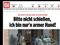 Bild zum Artikel: SEK-Einsatz - Bitte nicht schießen, ich bin nur'n armer Hund!