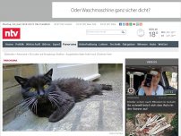 Bild zum Artikel: Ein Leben auf Kreuzbergs Straßen: Ausgebüxter Kater kehrt nach 18 Jahren heim