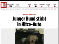 Bild zum Artikel: Anzeige erstattet - Junger Hund stirbt in Hitze-Auto