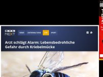 Bild zum Artikel: Arzt schlägt Alarm: Lebensbedrohliche Gefahr durch Kriebelmücke