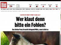 Bild zum Artikel: Safir ist erst fünf Tage alt - Wer klaut denn bitte ein Fohlen?