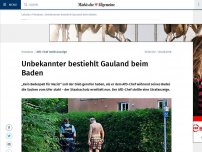 Bild zum Artikel: Unbekannter bestiehlt Gauland beim Baden