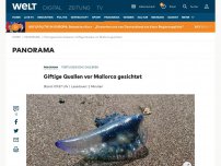 Bild zum Artikel: Hochgiftige Quallen vor Mallorca gesichtet