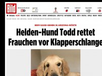 Bild zum Artikel: Beim Gassi-Gehen - Welpe rettet Frauchen vor Klapperschlange