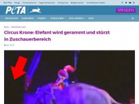 Bild zum Artikel: Circus Krone: Elefant wird gerammt und stürzt in Zuschauerbereich