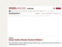 Bild zum Artikel: Südafrika: Löwen fraßen offenbar Nashornwilderer