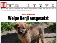 Bild zum Artikel: Erstes Ferienopfer - Welpe Benji ausgesetzt